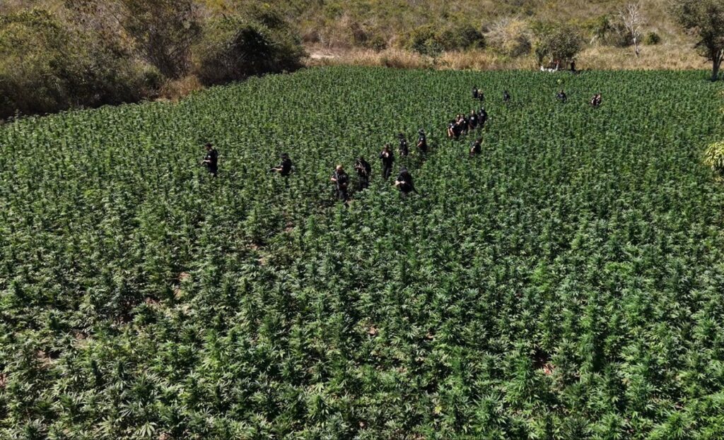 cidades-pcmg-maconha-drogas-1787249178