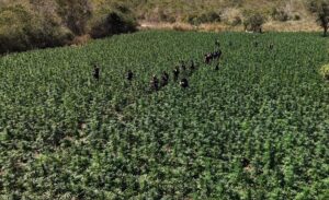 cidades-pcmg-maconha-drogas-1787249178